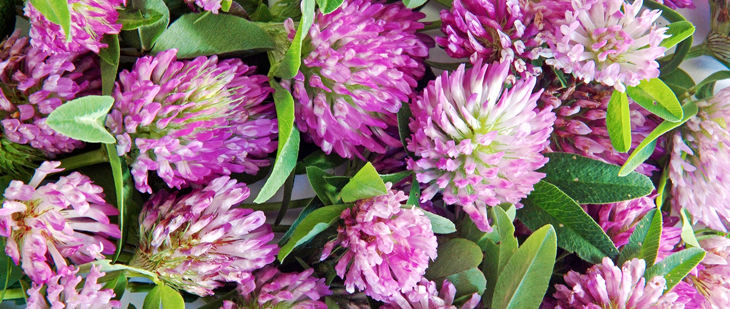 red clover extract