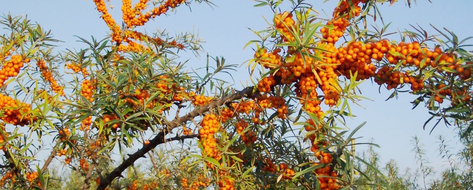 Sea Buckthorn Extract